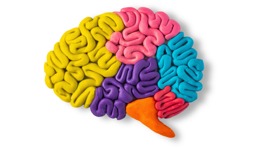 Color and the Brain