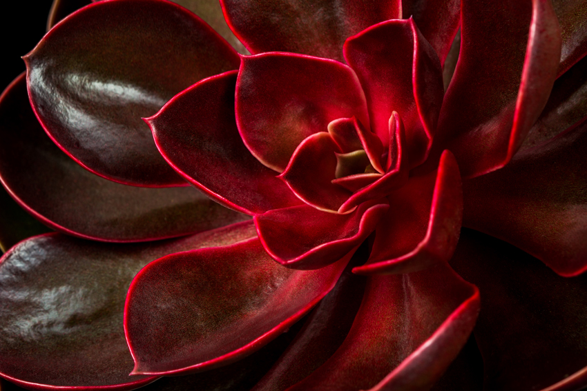Macro Photo