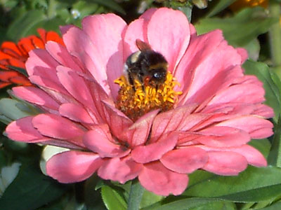 Foto macro