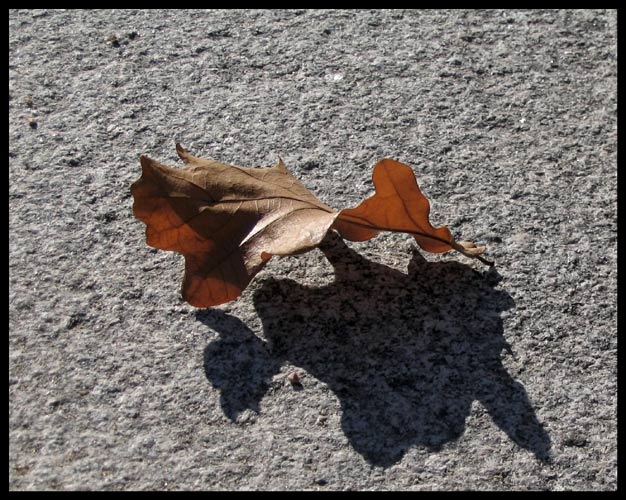 Foto de hoja de otoño