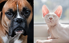 Retratos de mascotas