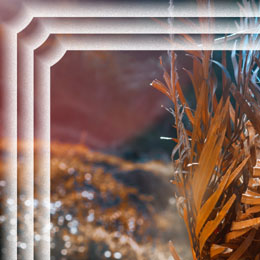 Grain Grain