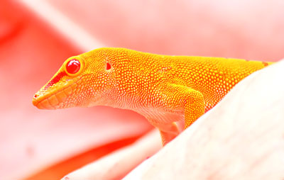 Aumento della componente di colore rosso in ogni punto dell’immagine