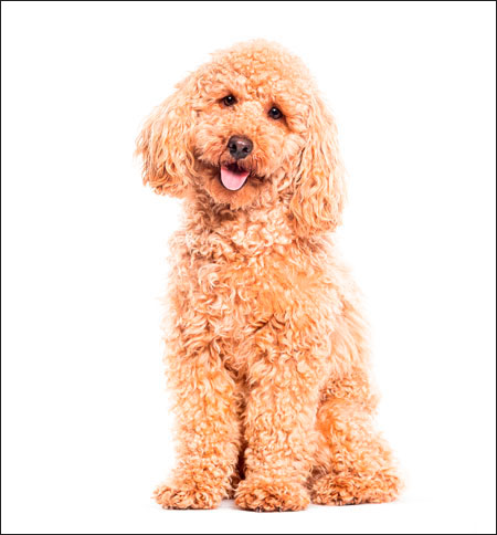 Foto de um cão