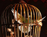 Mode Émersion