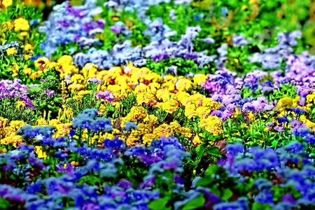 A imagem colorida