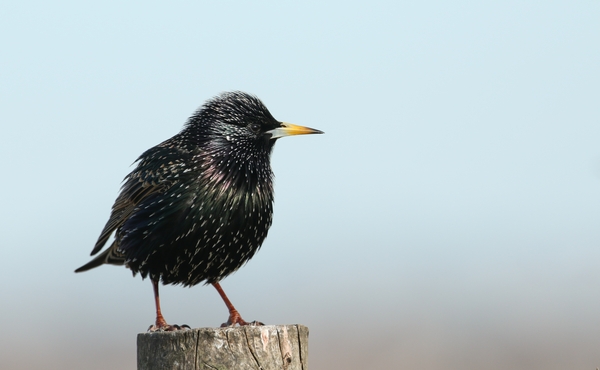 Foto eines Vogels