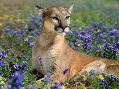 Animal photo