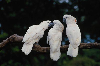 3羽のオウム