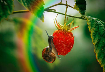 Arco iris