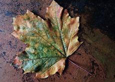 Ergebnis: Kanten erweitert