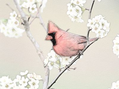 Vogel auswählen