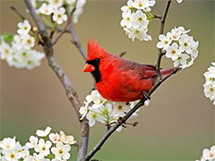 Kardinalvogel