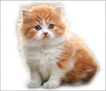 Originalfoto einer Katze