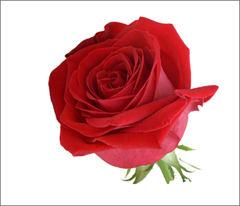 Originalfoto einer Rose