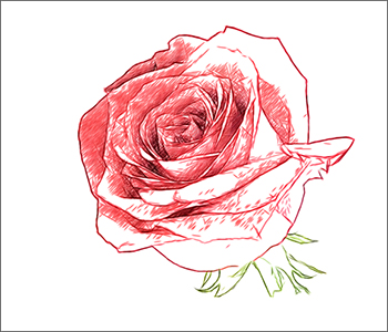 Zeichnung einer Rose
