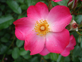 a flower