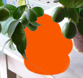 Image on color background