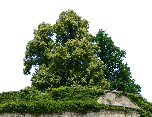 Ergebnis