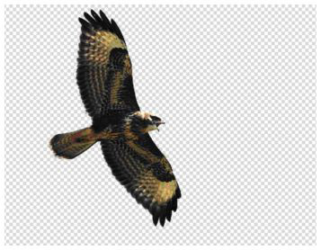 Uccello sullo sfondo trasparente