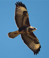 Uccello
