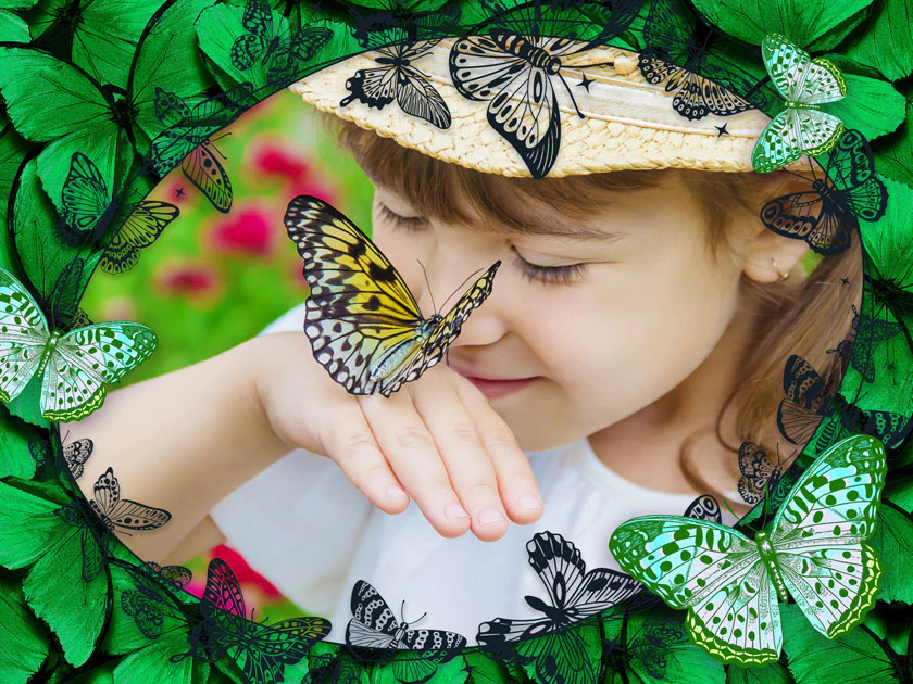 Paquete de mariposas