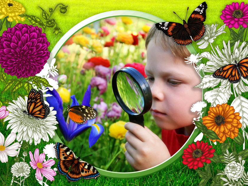 Paquete de mariposas
