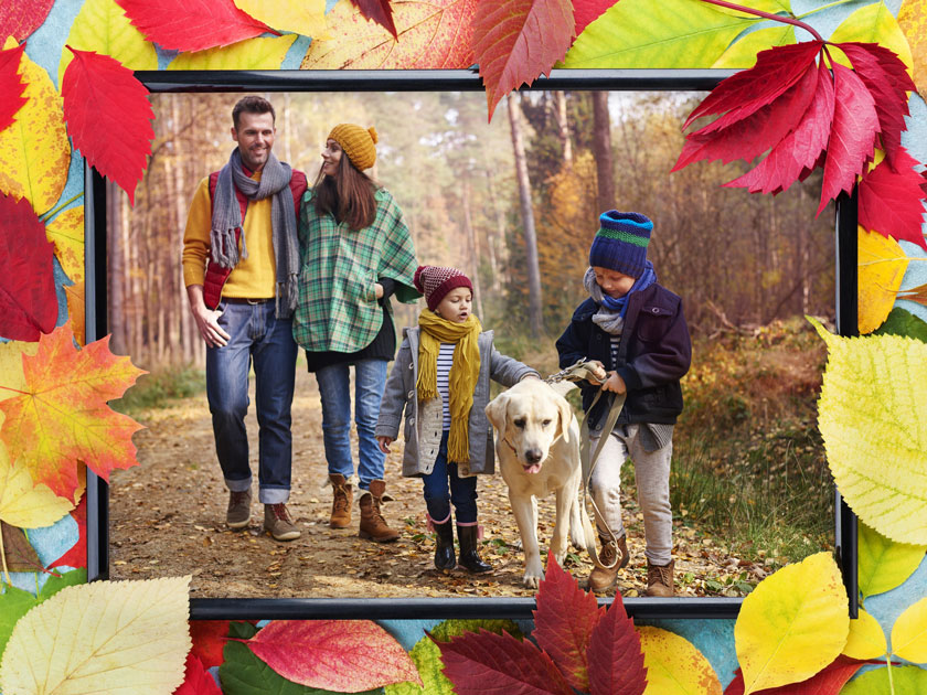 Feuilles d