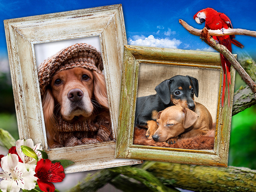 Pets Pack