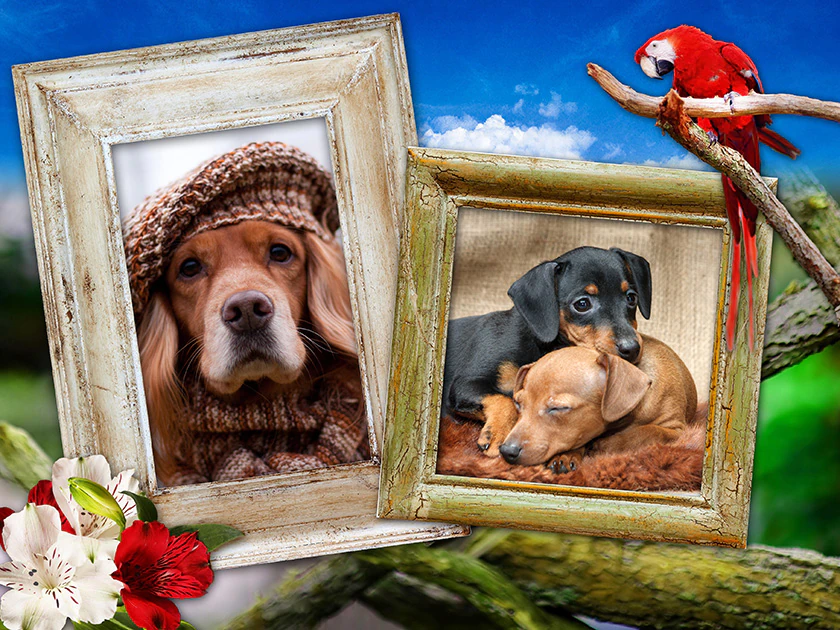 Pets Pack