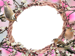 Paquet d'oiseaux