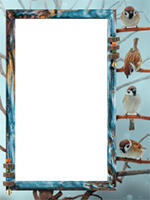 Рамки: Рамки с птичками