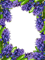 Cornici: Primavera in fiore
