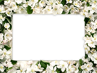 Cornici: Primavera in fiore