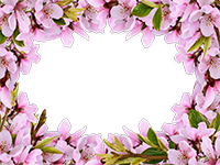 Cornici: Primavera in fiore