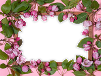 Cornici: Primavera in fiore
