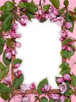 Cornici: Primavera in fiore