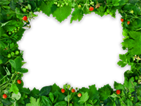 Bilderrahmen : Bunter Sommer