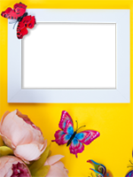 Marcos: Paquete de mariposas