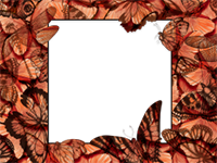 Marcos: Paquete de mariposas