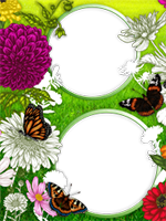 Marcos: Paquete de mariposas