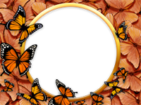 Marcos: Paquete de mariposas