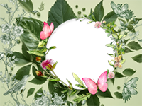 Marcos: Paquete de mariposas