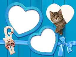 Paquet de chats