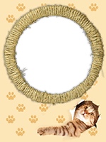 Frames: Cats Pack