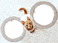 Frames: Cats Pack