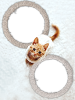 Frames: Cats Pack