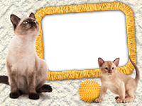 Frames: Cats Pack