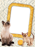 Frames: Cats Pack