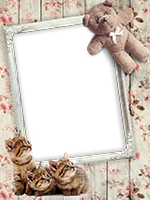 Frames: Cats Pack